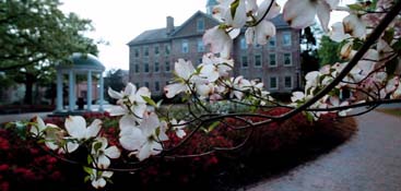 Dogwood blossoms on campus.