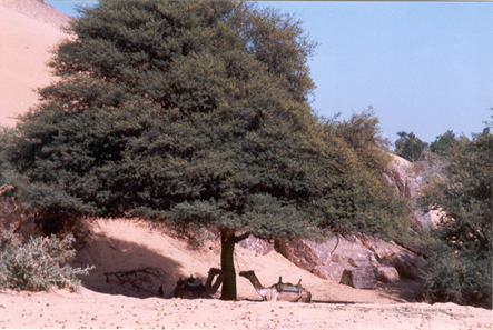 A tree and camels