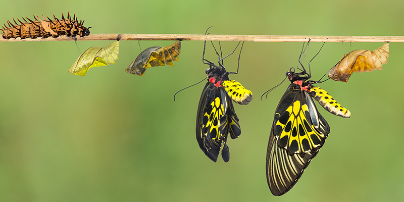 from https://www.tandemspring.com/seven-transformations-of-leadership-hbr-must-reads-on-leadership-review-8/