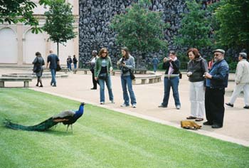 06-Parliament-Senate-garden-peacock